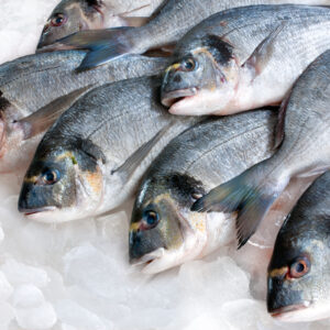 Frozen Fish